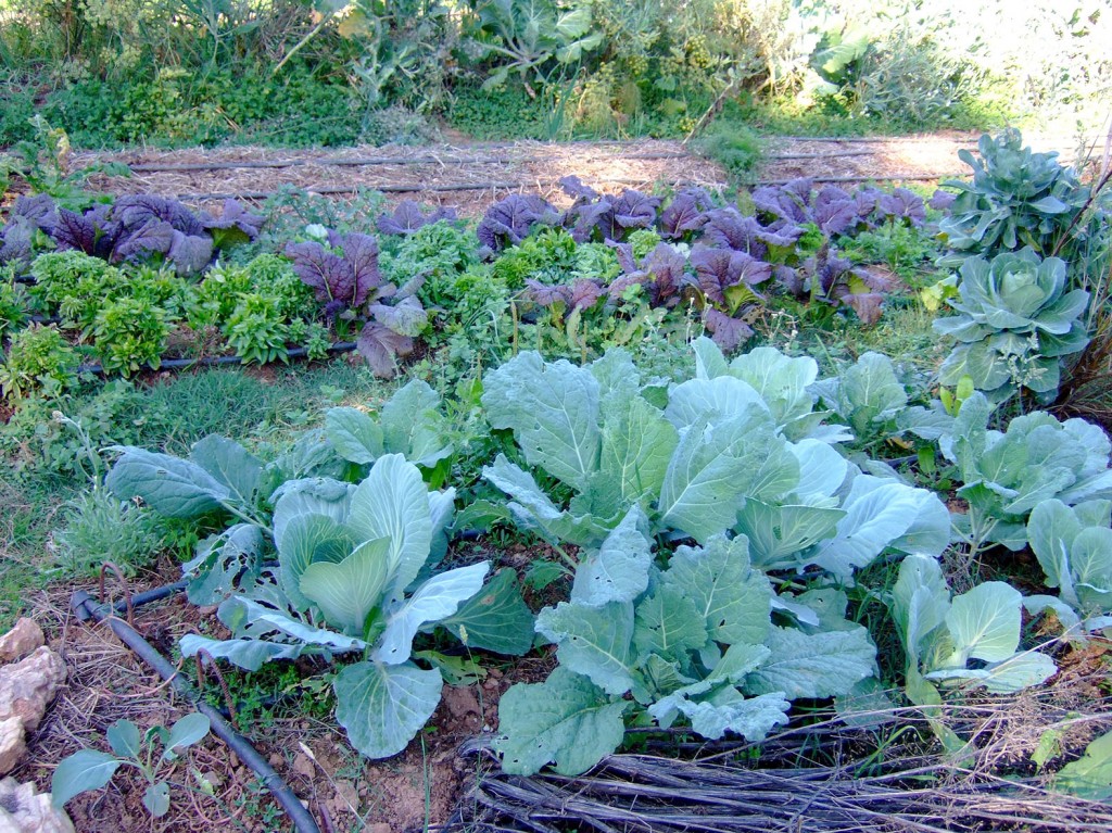 cabbage