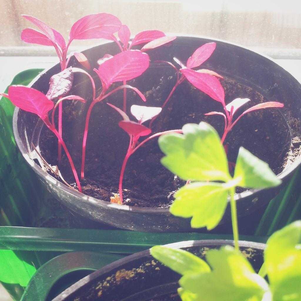 Amaranthus Cruentus